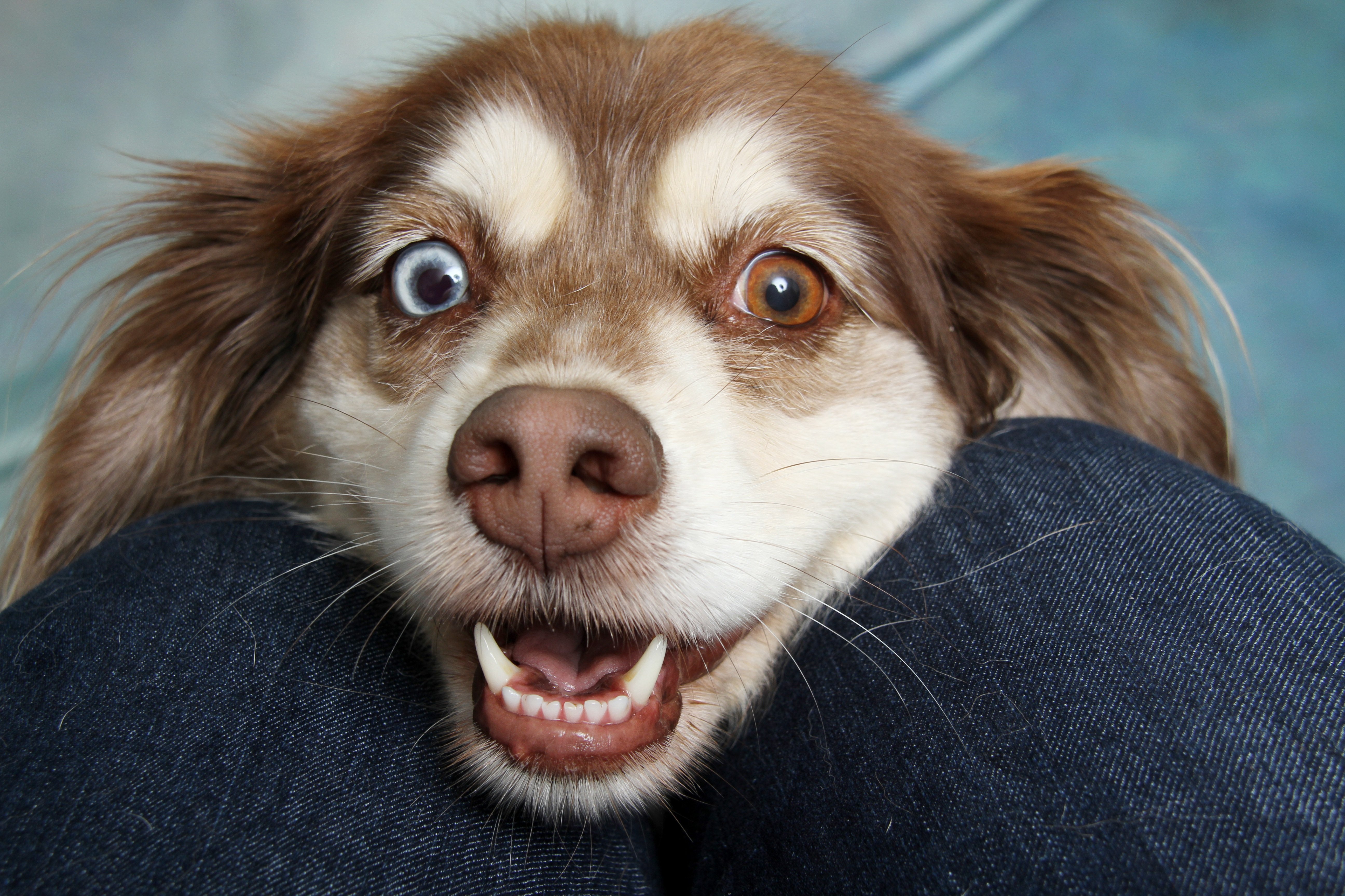 ACQUISTARE UN CANE O UN CAVALLO: QUANDO SI APPLICA IL CODICE DEL CONSUMO?