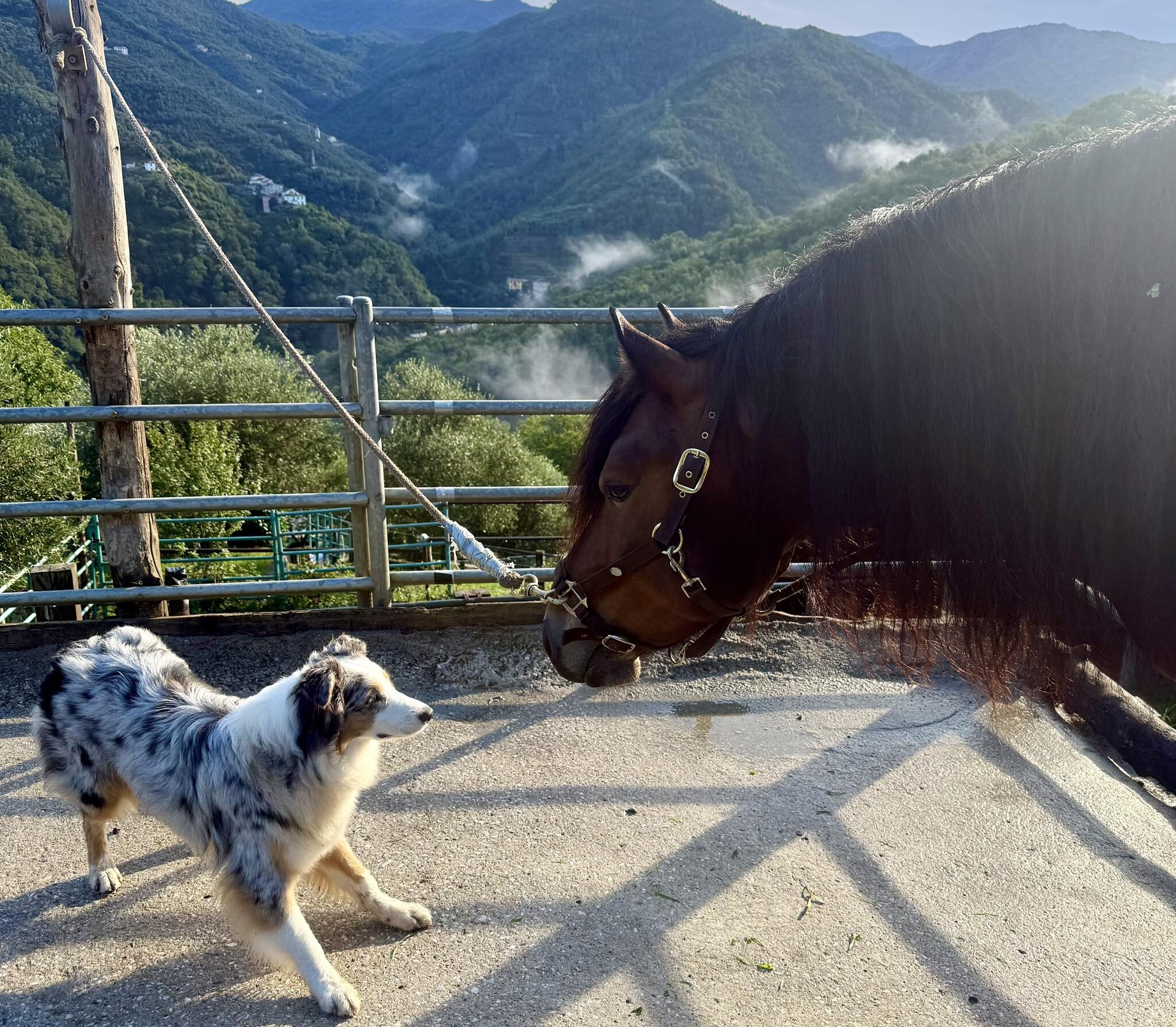 AFFIDO DELL’ANIMALE D’AFFEZIONE: COSA SUCCEDE QUANDO UNA COPPIA SI SEPARA?