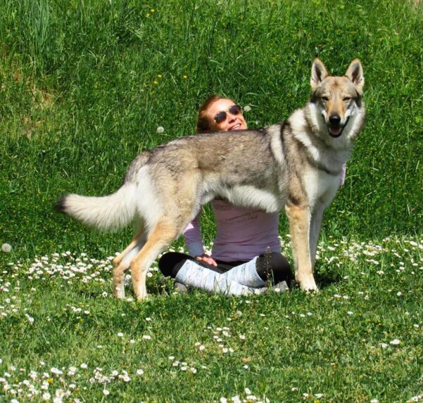 avv. laura queirolo. animali.jpeg