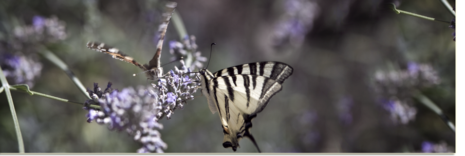 Leggerezza di un battito d'ali Leggerezza di un battito d'ali