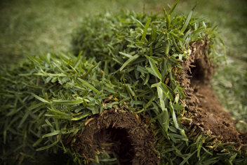 Gramignone Gramignone