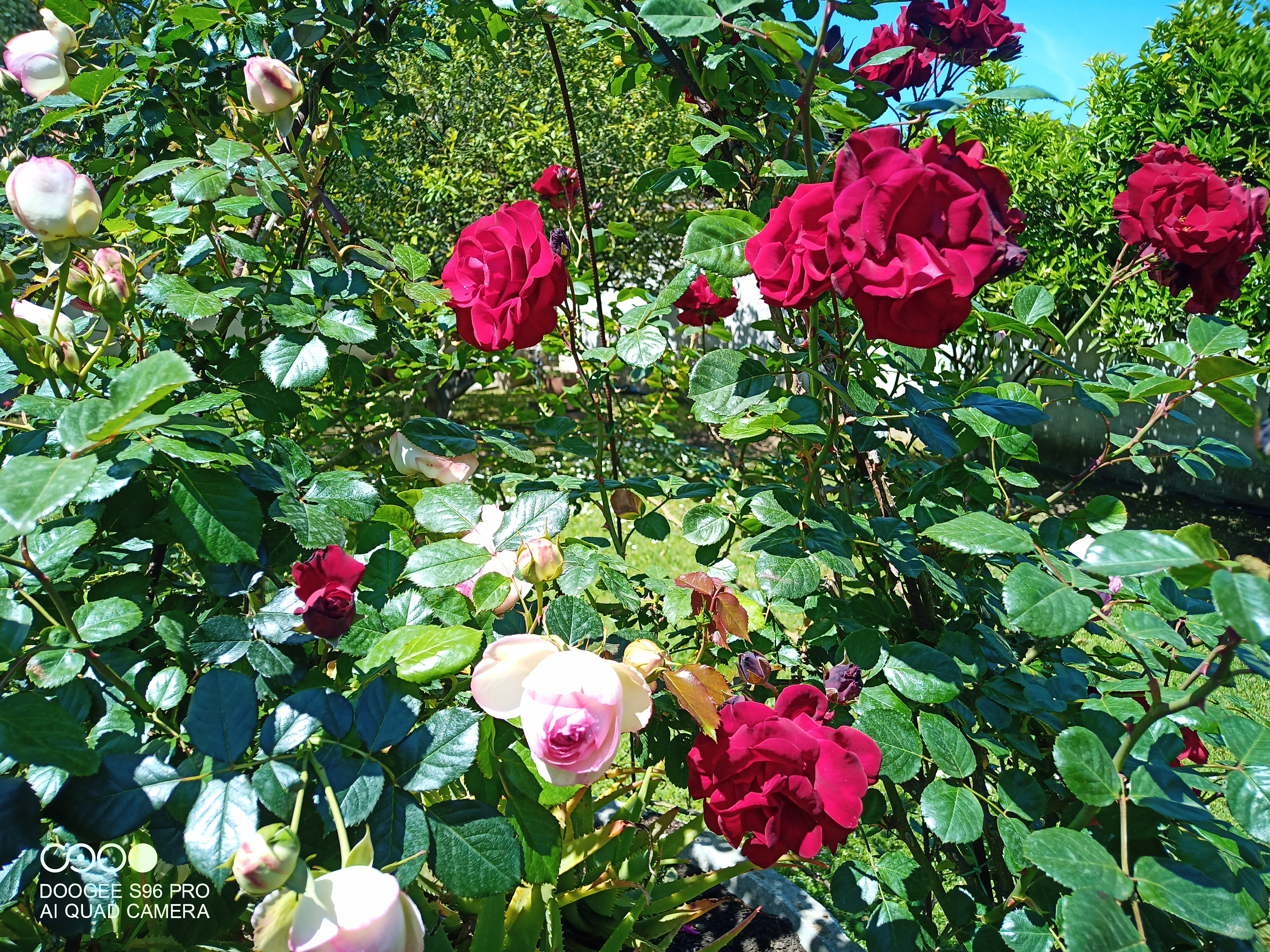 img_20250429_124051_857.jpeg img_20250429_124051_857.jpeg