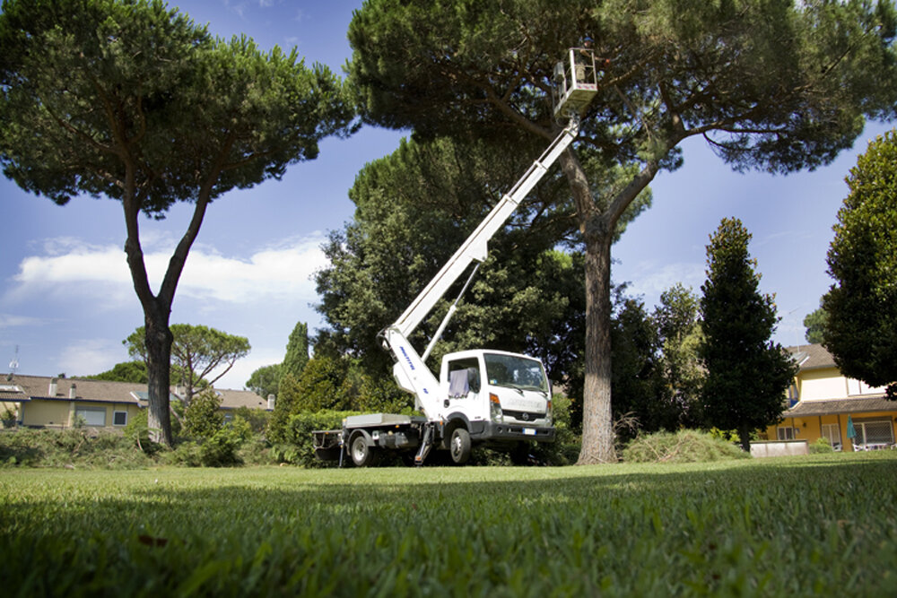 Potatura e abbattimento alberi di alto fusto
