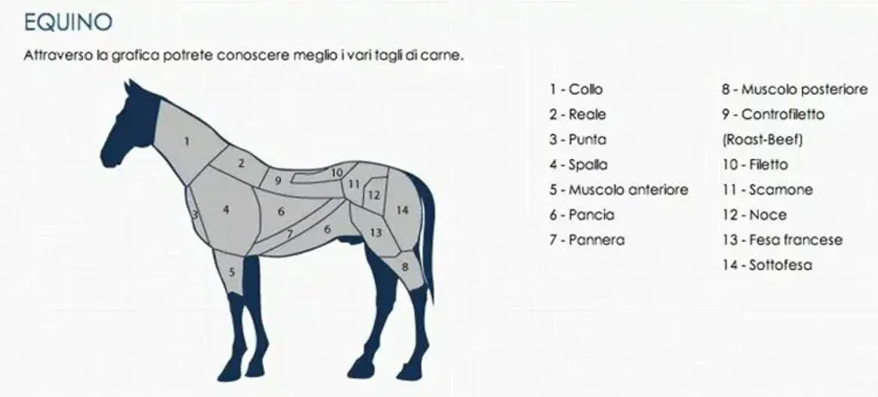 imgi_10_65675debdab37_equino