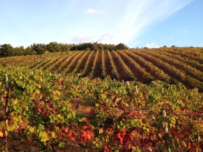 9a83bd4f2feb8298997dfd52e92eec0a17045a65