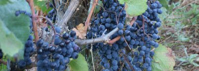 c06c678c7e9c6ce6b1d0c902a1e039d7b6659ff2