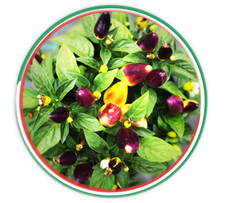 094c569ab8249ff265094e06ff8715456563b178