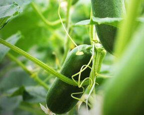 47a8d158659077ed0fadda9d1dfd0cadb2672885