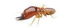 5a1034e99746ef6c8a5c61f54e3739f858a21ac6 5a1034e99746ef6c8a5c61f54e3739f858a21ac6