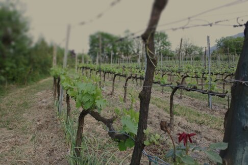 926dc37da3509fdf92ac397c8ca981d80d9426e5