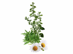 samerh-cl-50