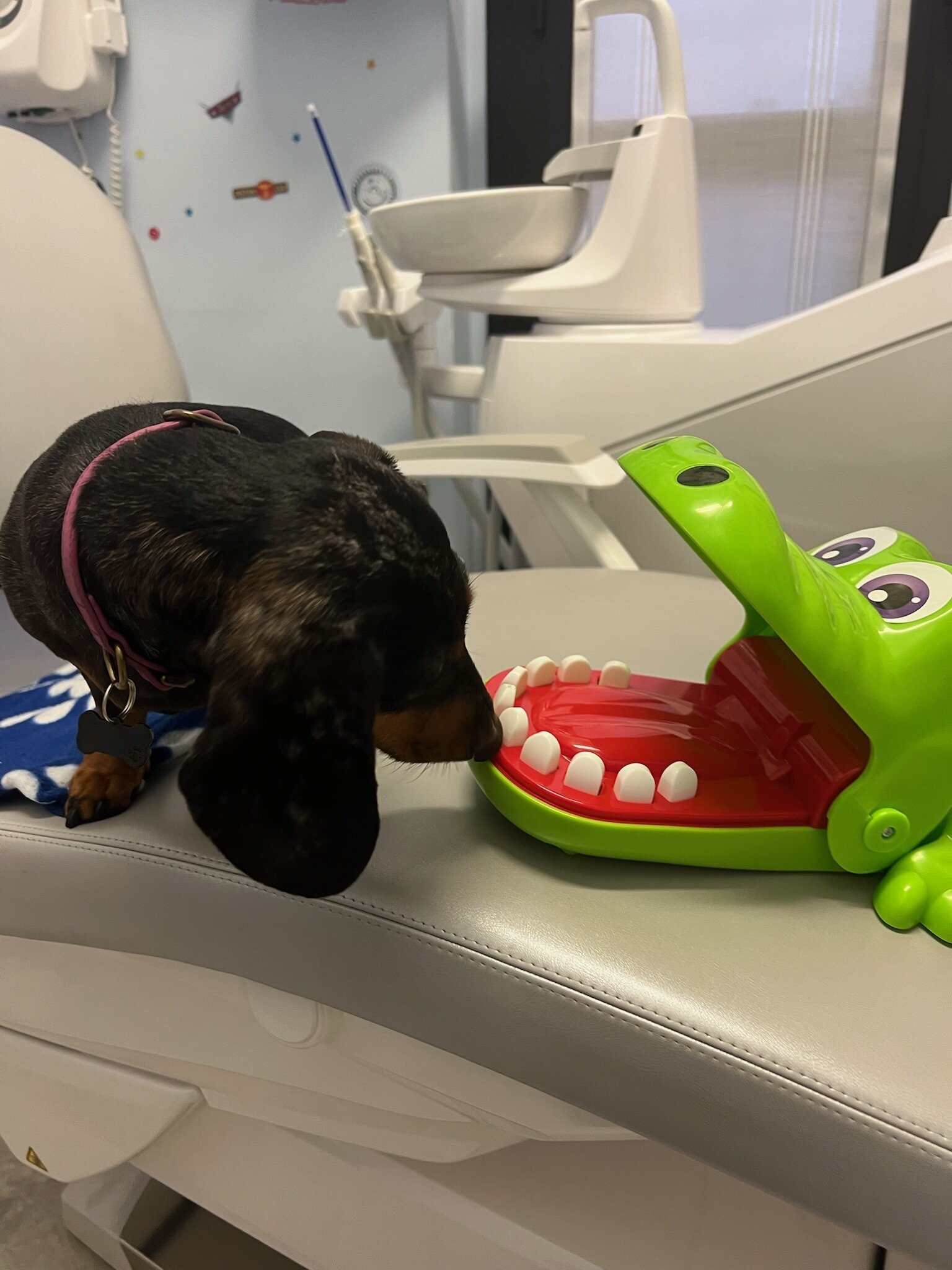 🪥 Spazzolino, dentifricio e… zampette! 🪥 Spazzolino, dentifricio e… zampette!