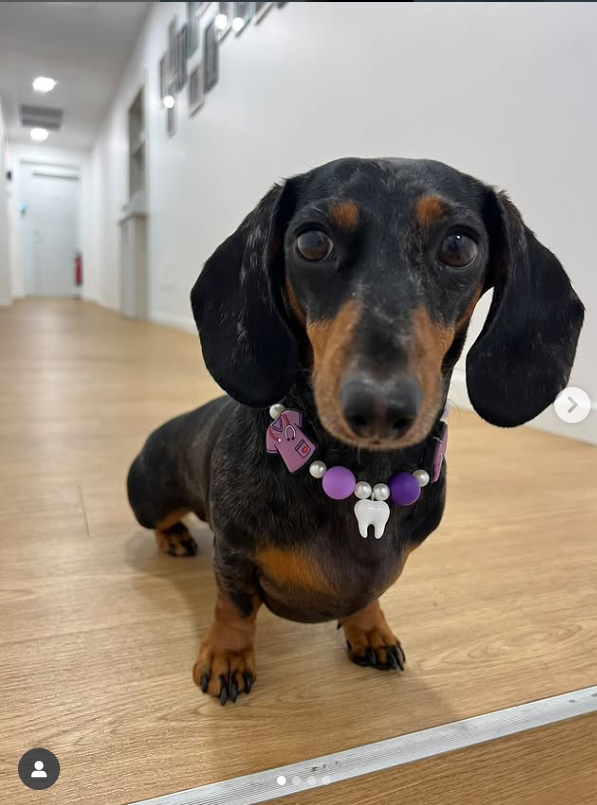 🐶 Perché la mia presenza è importante: il potere della pet therapy in odontoiatria 🐶 Perché la mia presenza è importante: il potere della pet therapy in odontoiatria