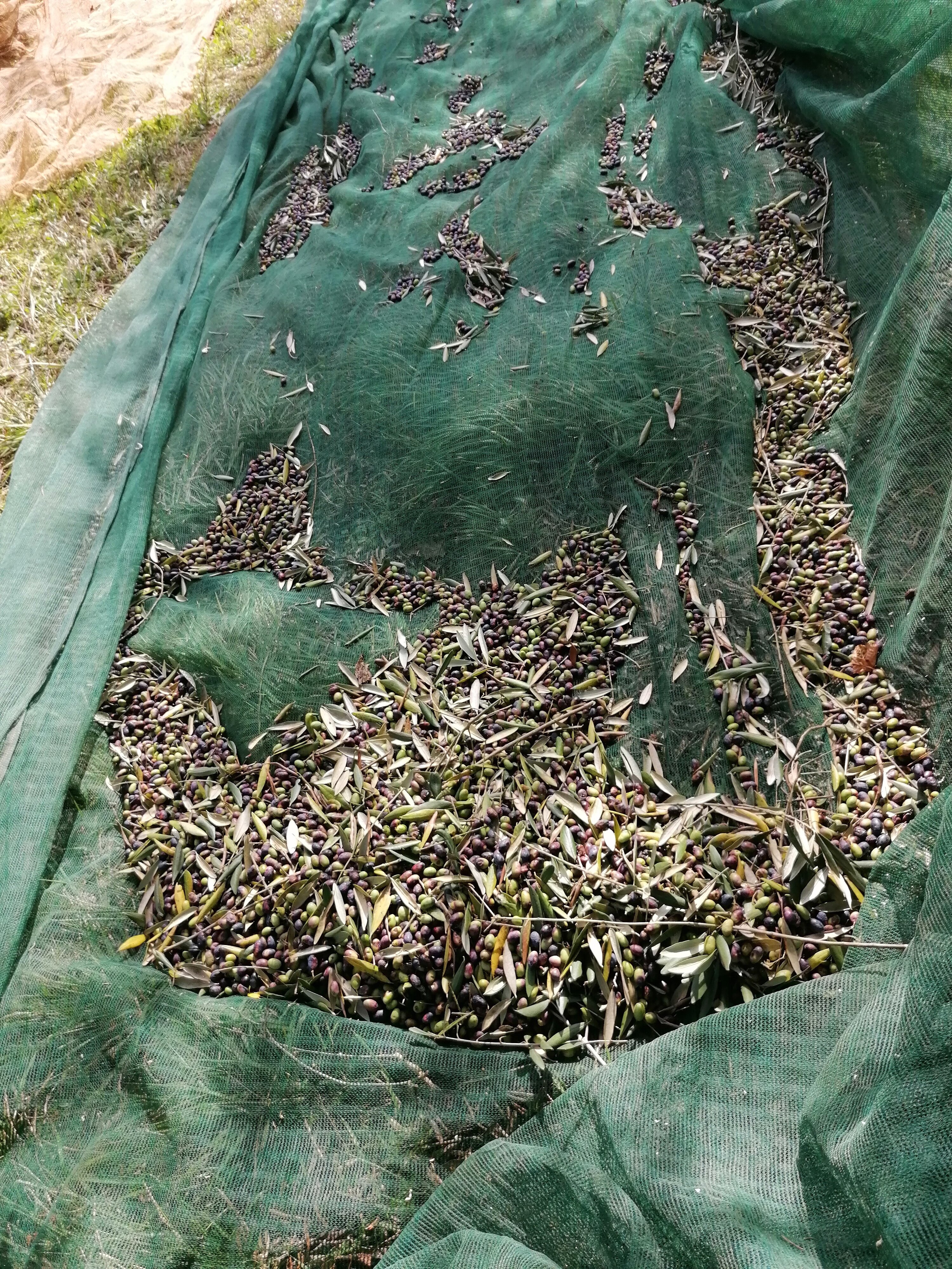 ulive2.jpeg ulive2.jpeg