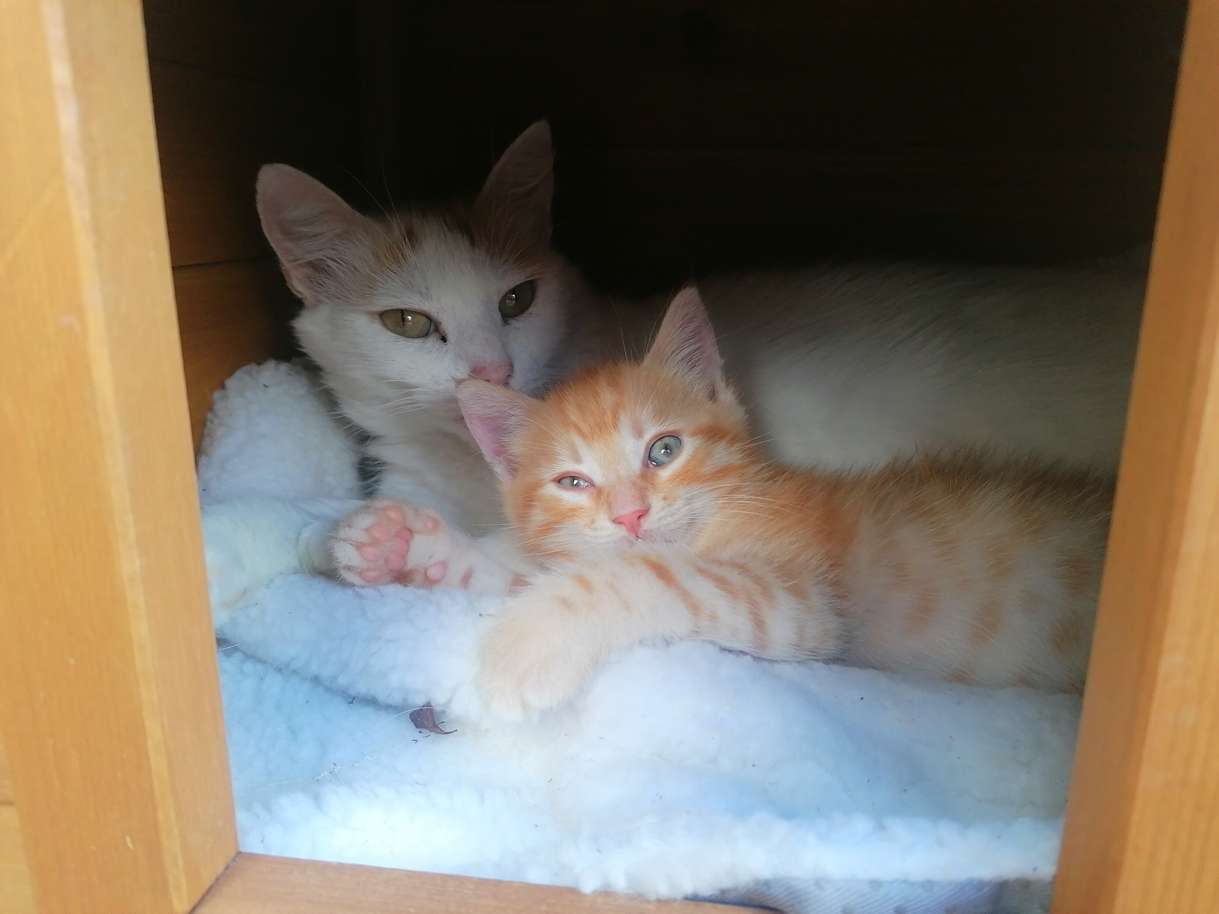 coda-che-adotta-scoglio.jpeg coda-che-adotta-scoglio.jpeg