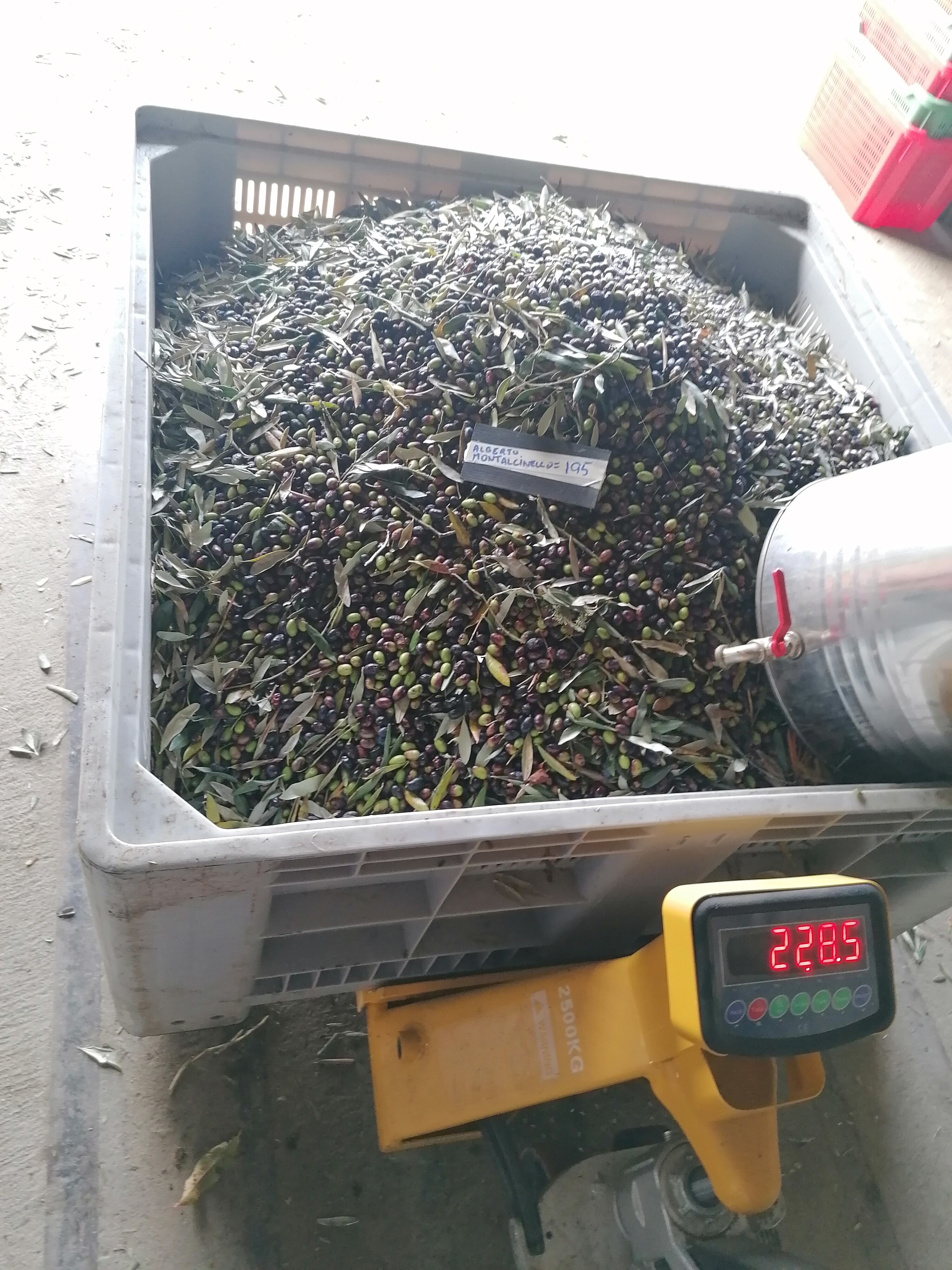 al-frantoio.jpeg al-frantoio.jpeg