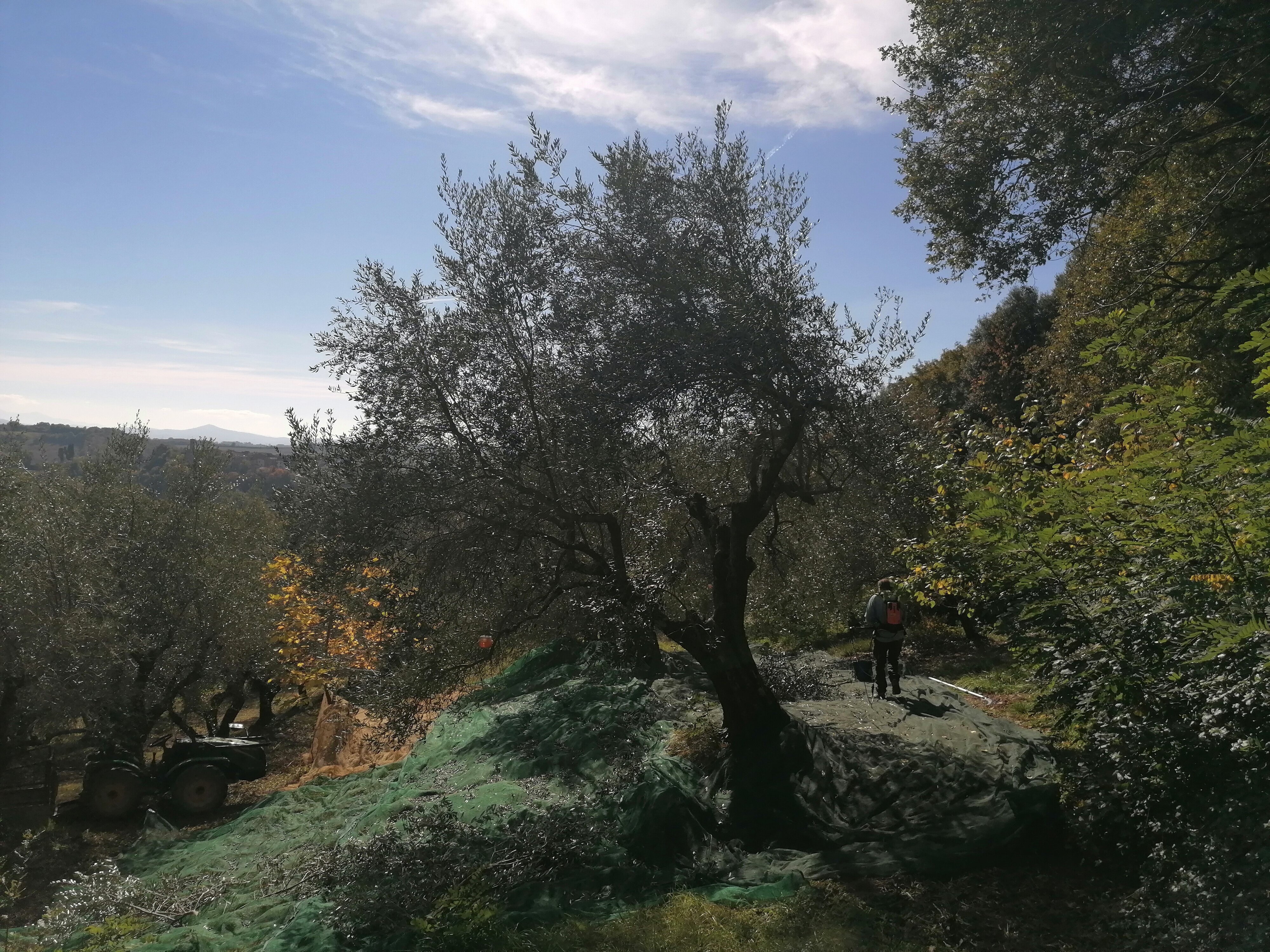 raccolta-ulive.jpeg raccolta-ulive.jpeg