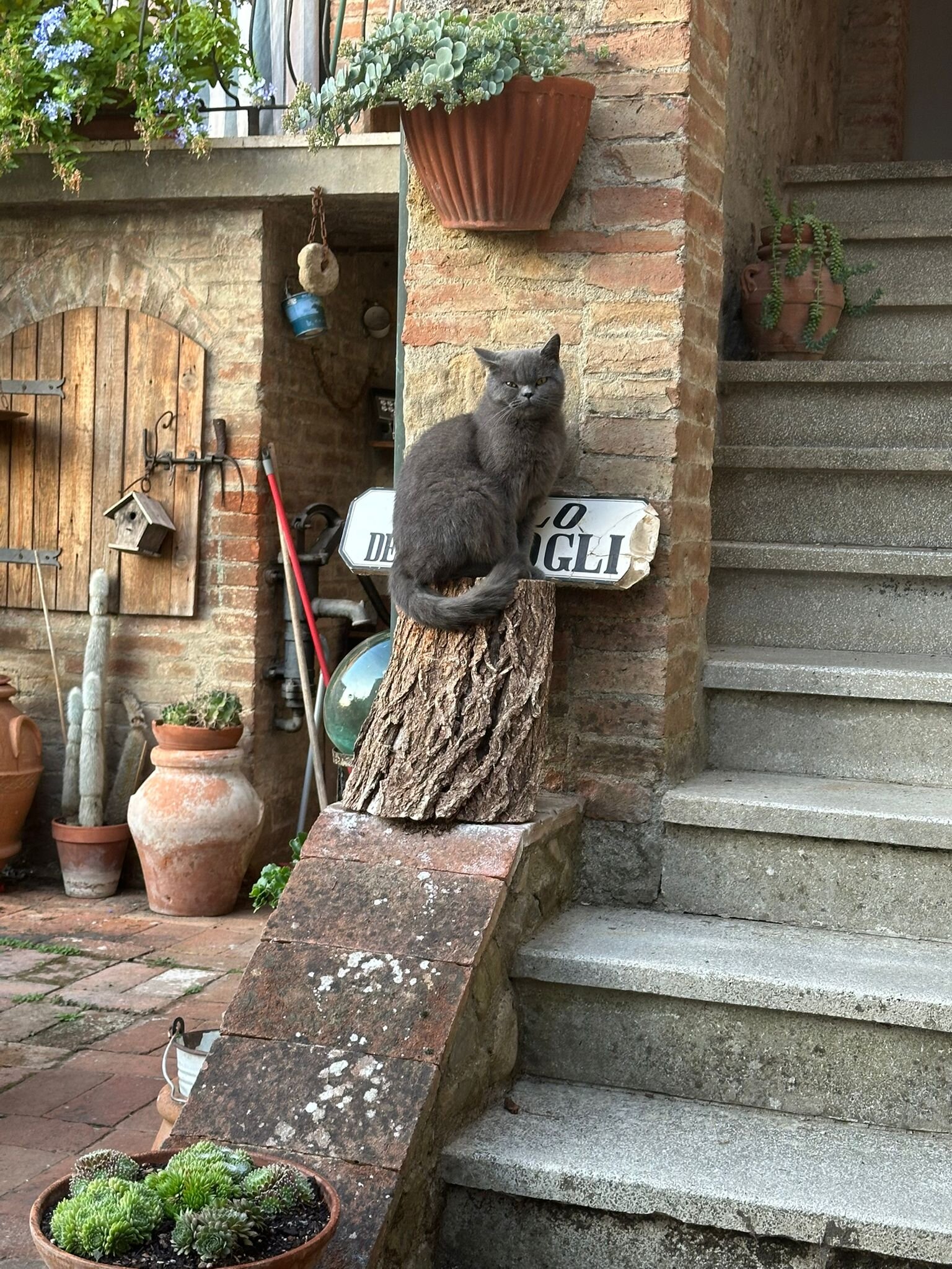 nero-o-grigiodi_montalcinello.jpeg nero-o-grigiodi_montalcinello.jpeg