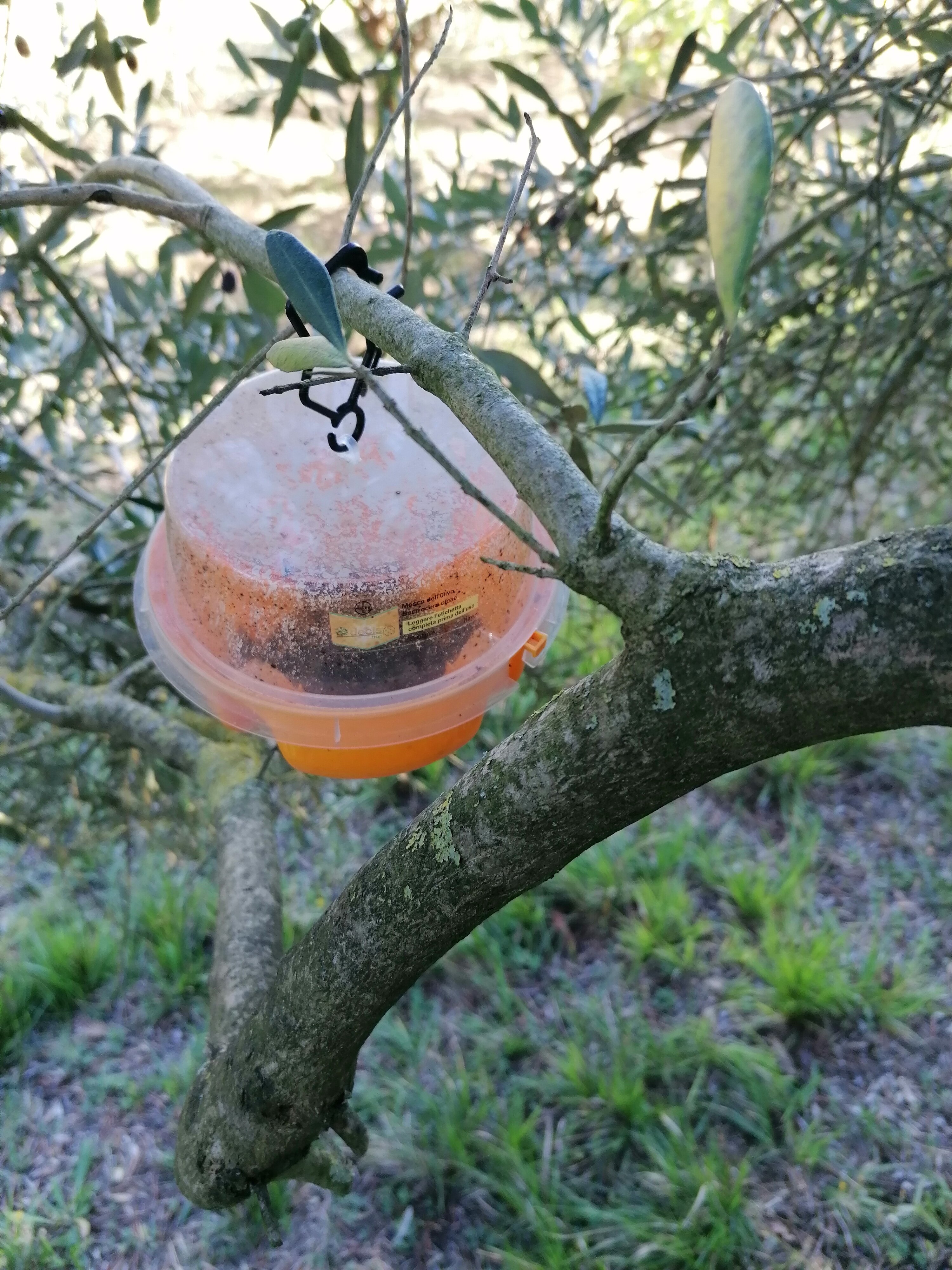 trappola-mosca-ulivo.jpeg trappola-mosca-ulivo.jpeg