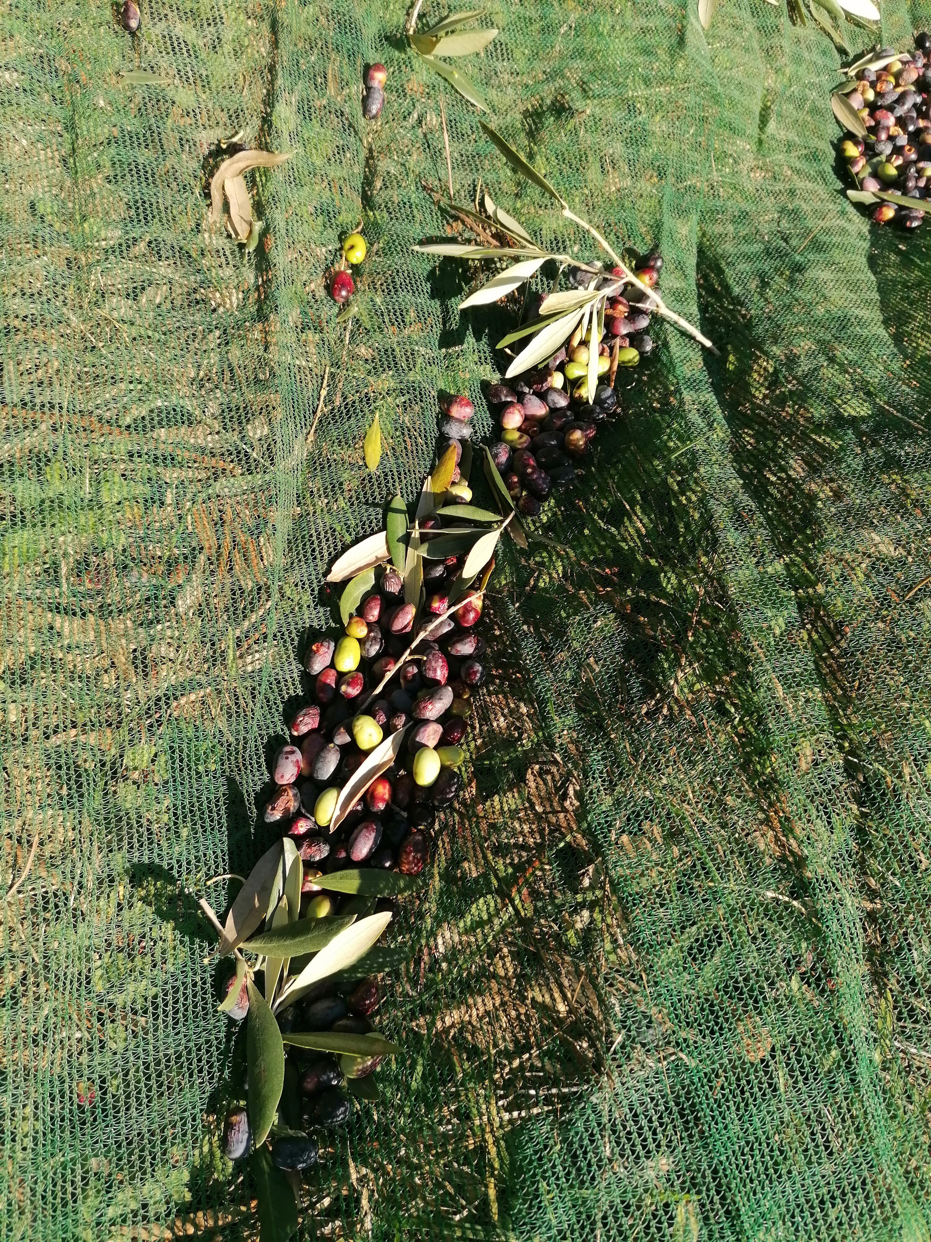 ulive.jpeg ulive.jpeg