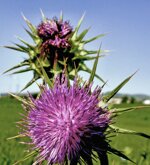 miele-sardo-di-cardo-vasetto-da-1-kg