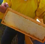 miele-sardo-di-eucalipto-vasetto-da-250-gr-1-pallet-in-legno-240-pz-opzioni-di-acquisto-allingrosso