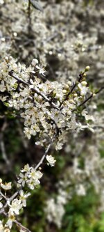 polline-sardo-deumidificato-vasetto-da-120-gr