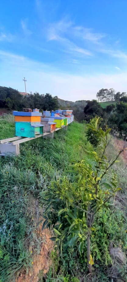 Produzione miele Primaverile