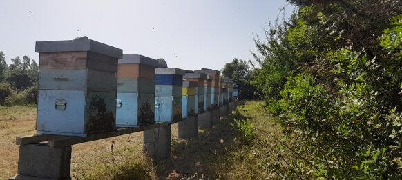 Produzione miele di Eucalipto