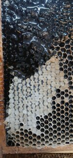 miele-sardo-di-millefiori-vasetto-da-1-kg