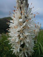 miele-sardo-di-asfodelo-vasetto-da-1-kg