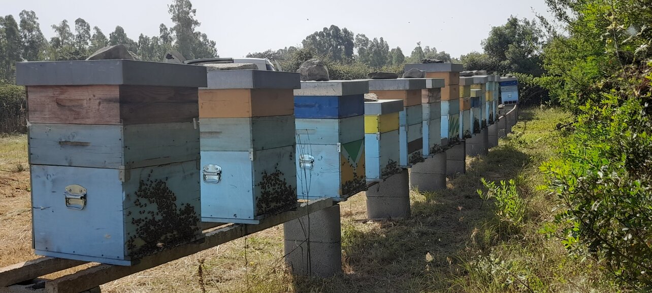 Diverse tipologie di mieli provenienti da fioriture spontanee della Sardegna 