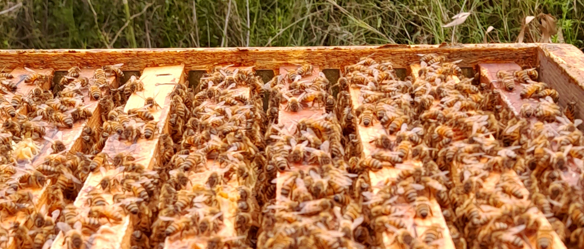 api su melario api su melario