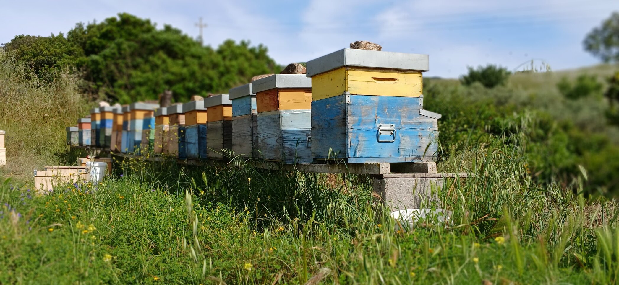 alveari in produzione