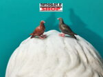 set-10-pz-piccioni-in-3d-print-verniciati-set-of-10-3d-printed-painted-pigeons