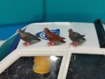 set-10-pz-piccioni-in-3d-print-verniciati-set-of-10-3d-printed-painted-pigeons