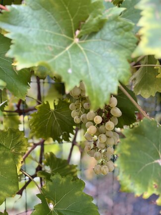 img_8386.jpeg img_8386.jpeg