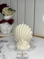 cavalluccioconchiglia-e-stella-marina