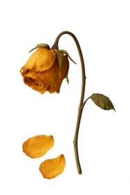 rosa appassita rosa appassita