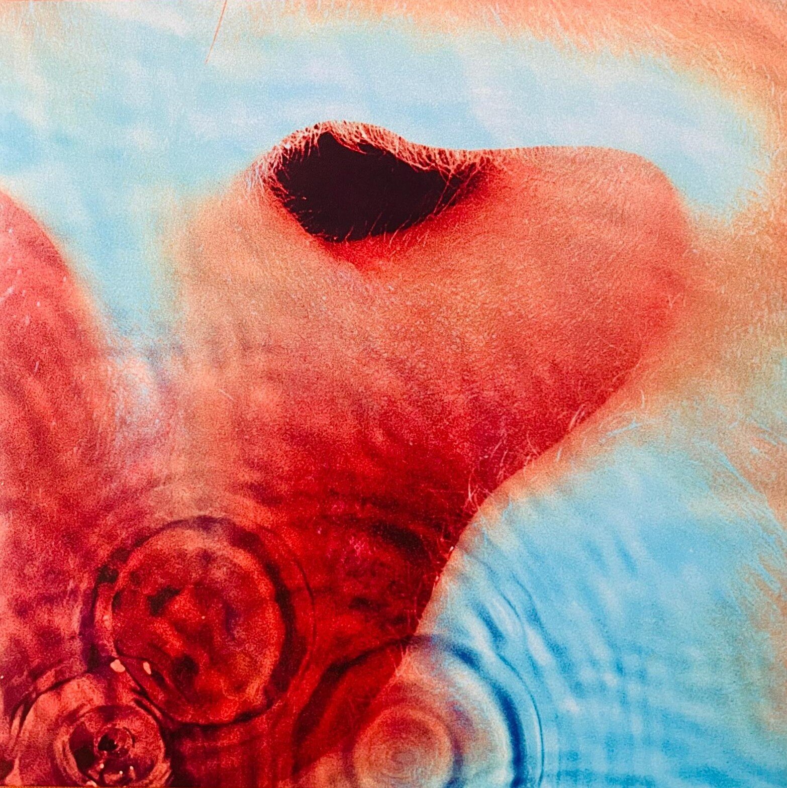 Meddle dei Pink Floyd