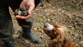 caccia-tartufo.jpeg