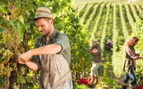 vendemmia-italia.jpeg