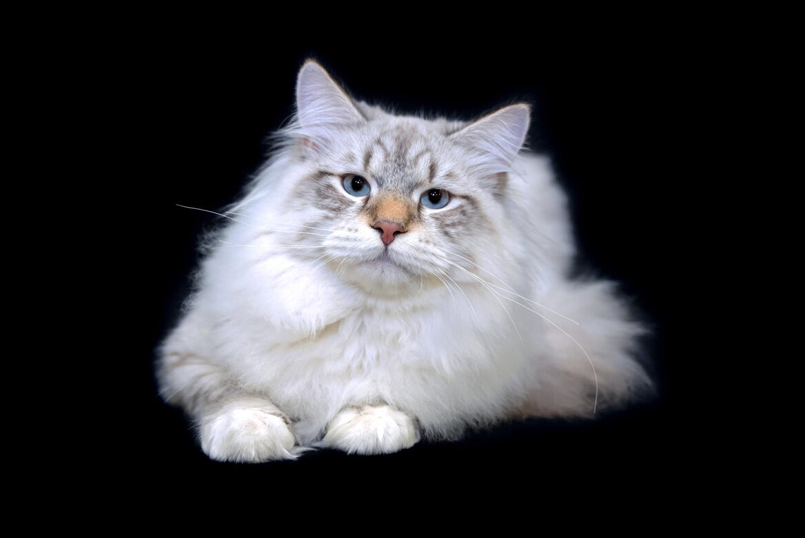 whatsapp image 2025-08-17 at 00.11.26.jpeg