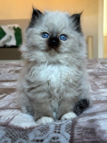 whatsapp image 2026-04-17 at 18.44.35.jpeg