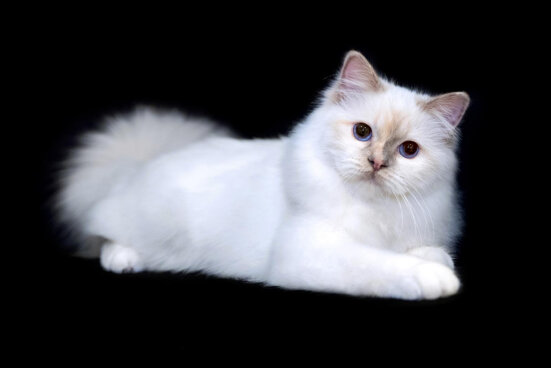 whatsapp image 2025-08-17 at 00.11.26 (1).jpeg