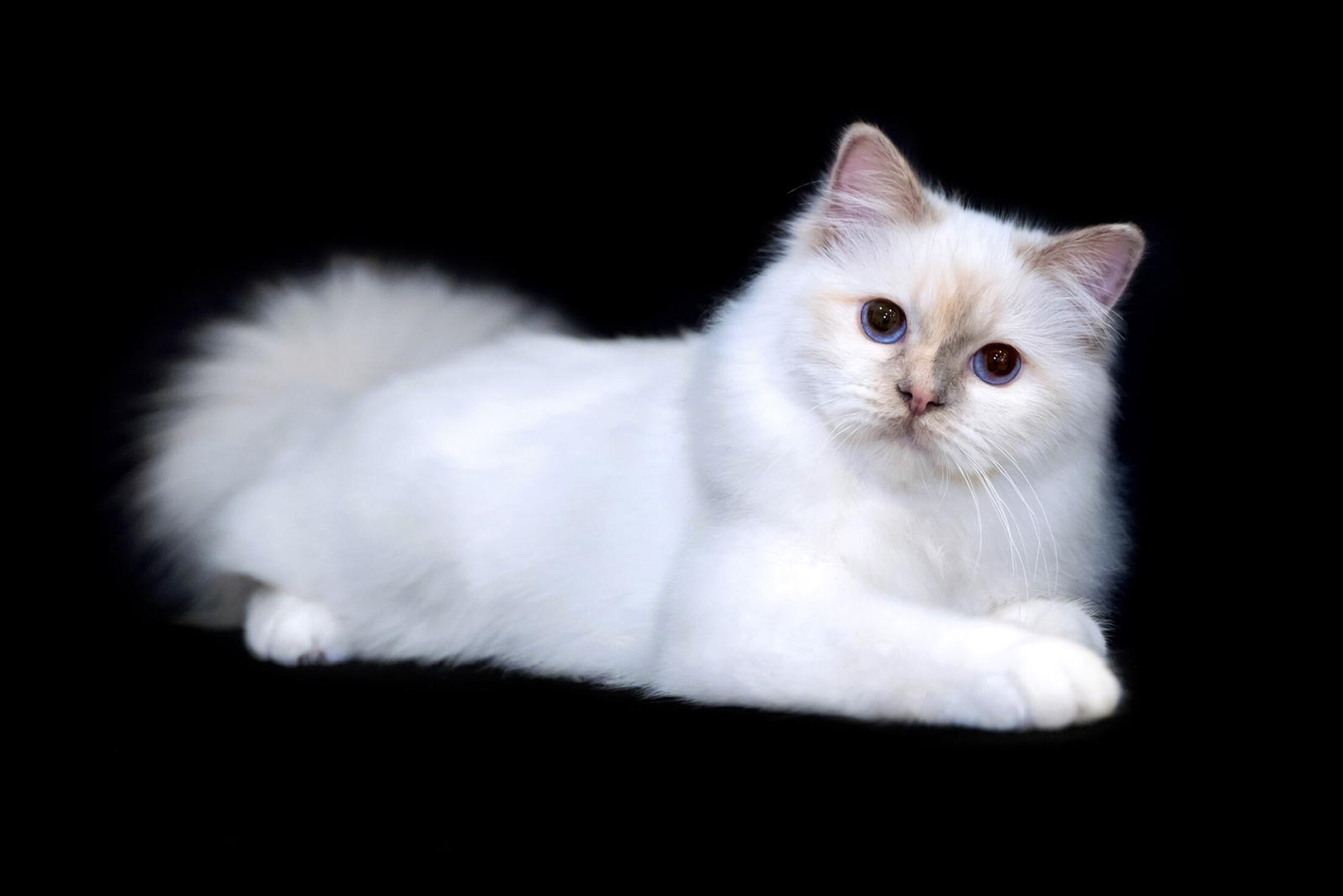 whatsapp image 2025-08-17 at 00.11.26 (1).jpeg