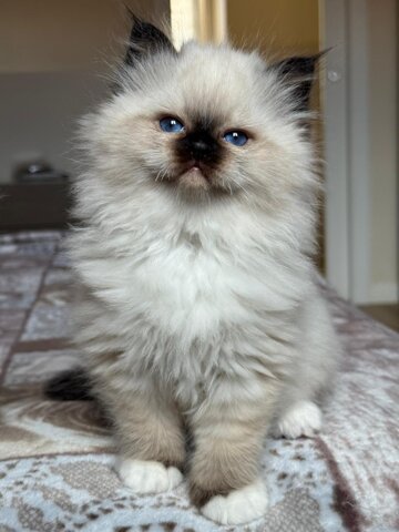 whatsapp image 2026-04-17 at 18.44.08.jpeg