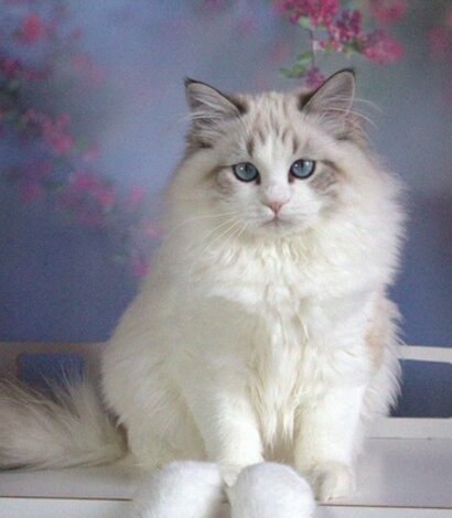 loscrignodidiamanti_logo