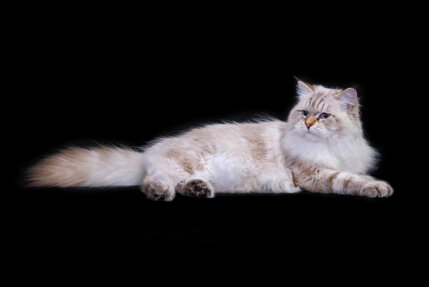 whatsapp image 2025-08-17 at 00.14.28.jpeg