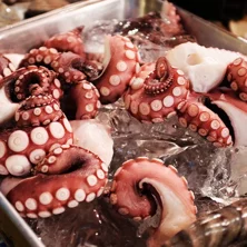 frozen_octopus02_1080x